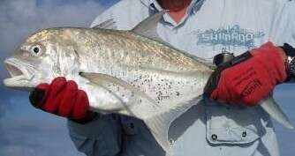 Image of Bluespotted trevally