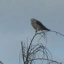 Image of African Black-shouldered Kite