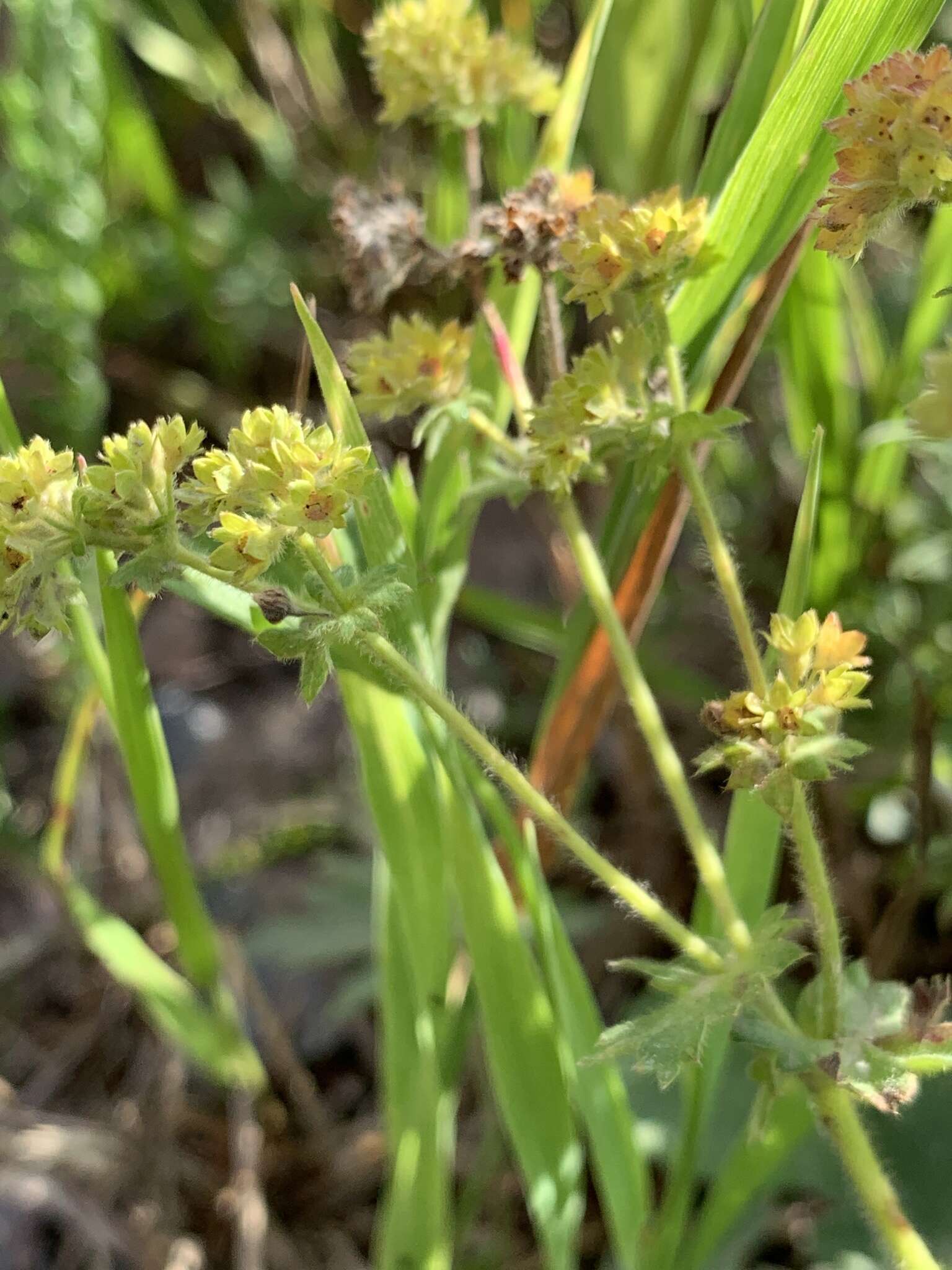 صورة Alchemilla glaucescens Wallr.