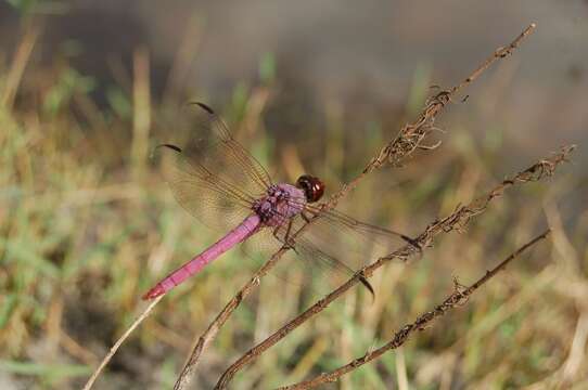 Image of Roseate Skimmer