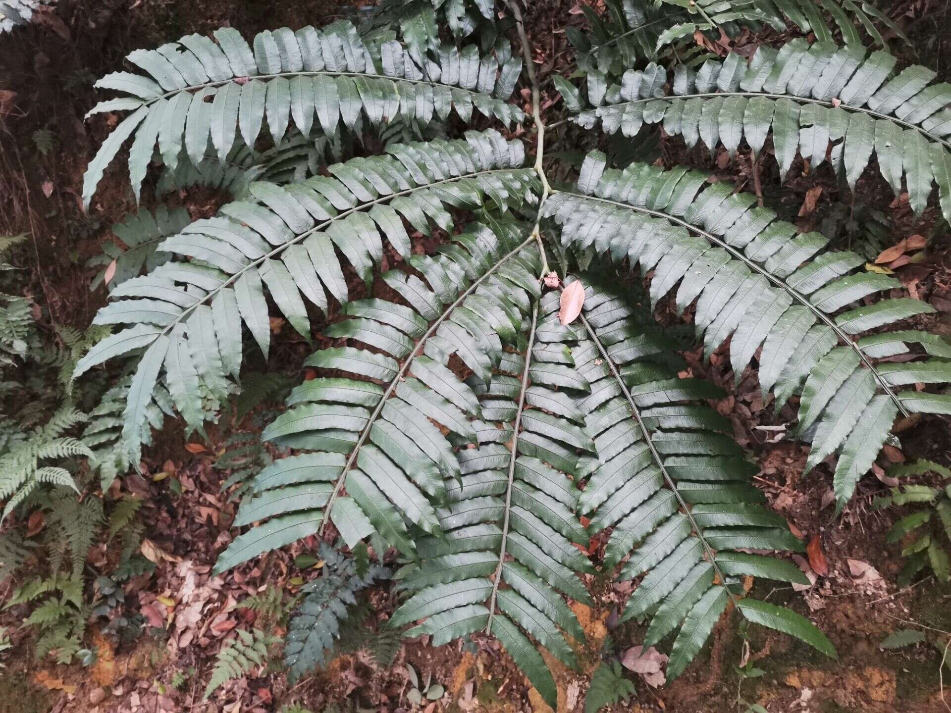 Plancia ëd Angiopteris fokiensis Hieron.