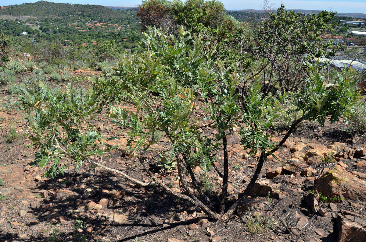 صورة Mundulea sericea subsp. sericea