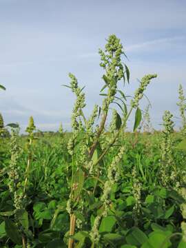 Imagem de Chenopodium album L.