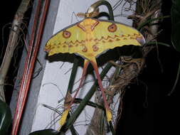 Image of comet moth