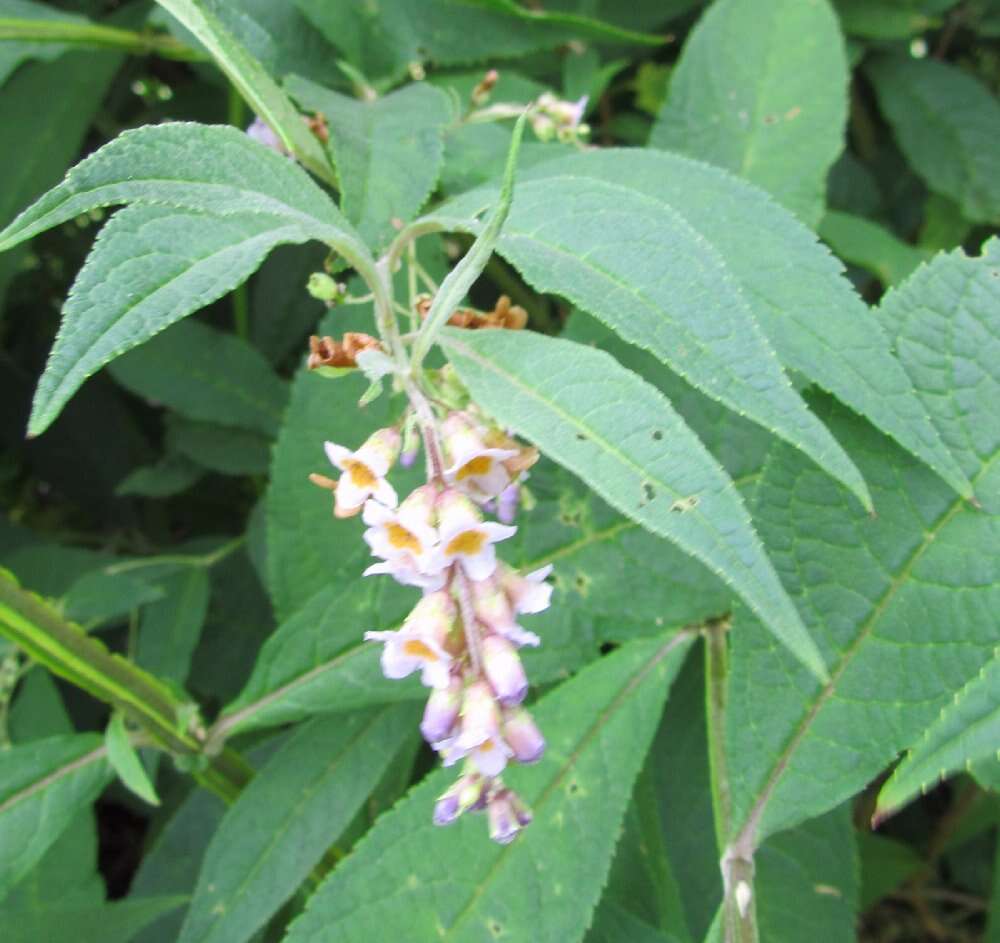 Image of Buddleja forrestii Diels