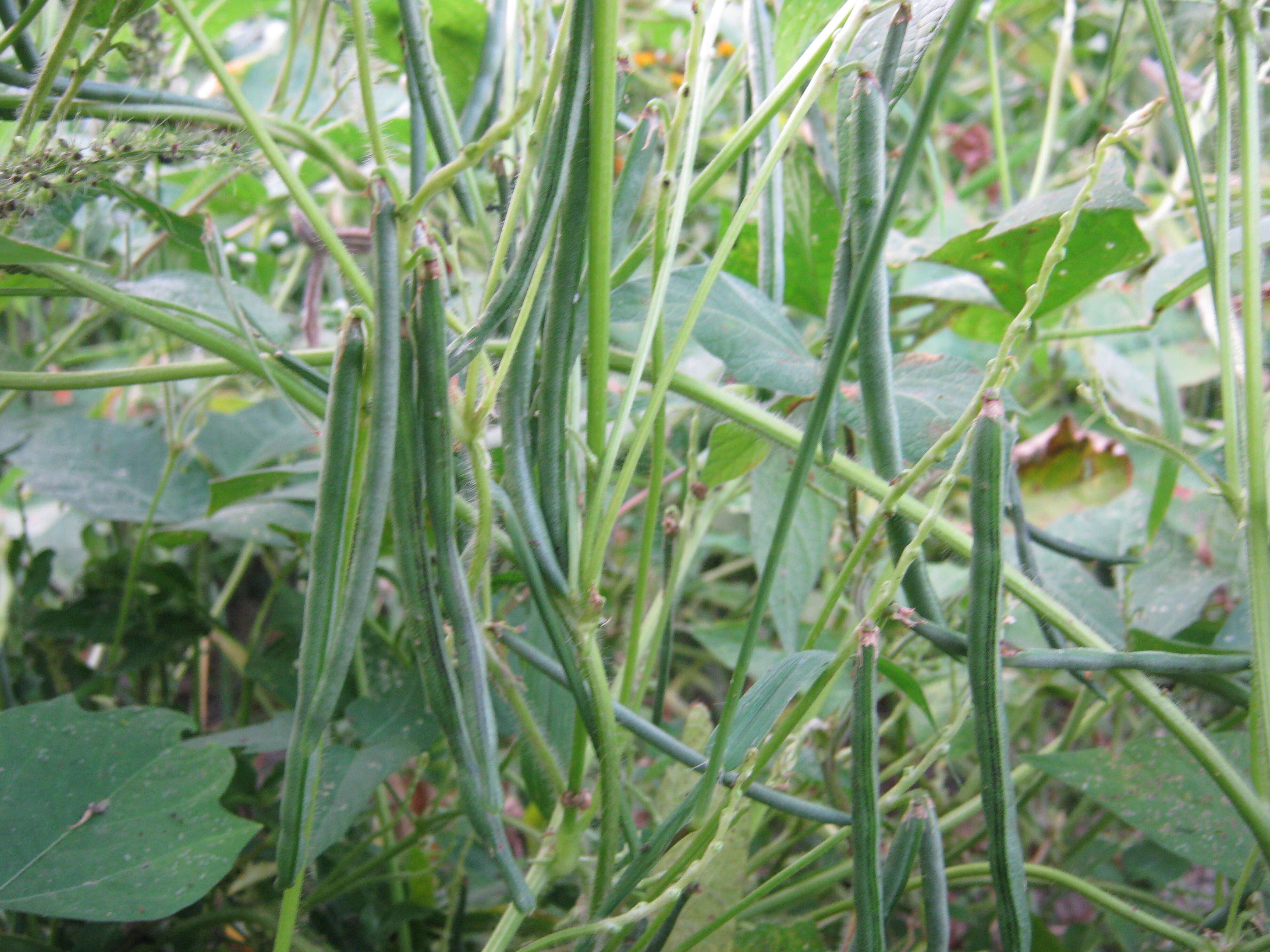 Image of rice bean