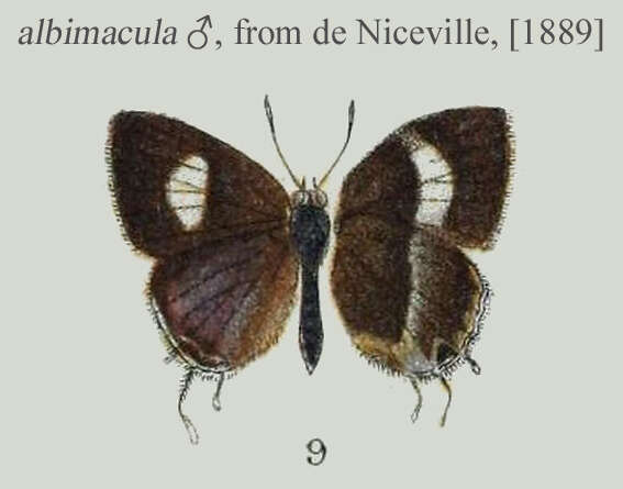 Image of Horaga albimacula (Wood-Mason & De Nicéville 1881)