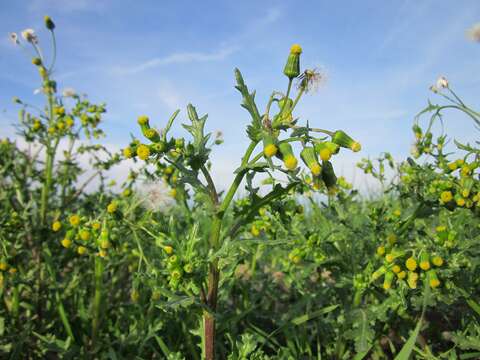 Image of groundsel