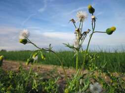 Image of groundsel