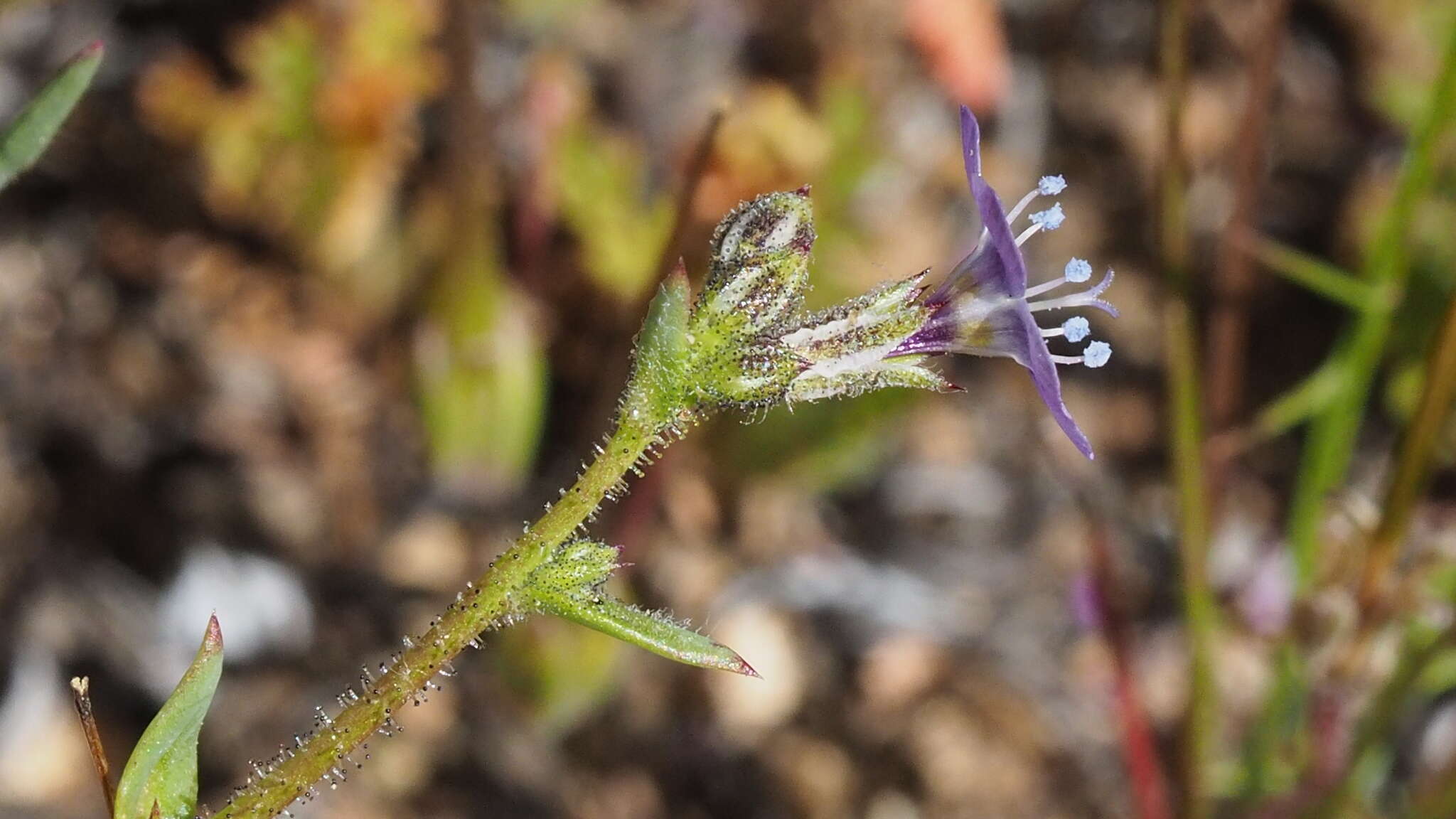 Image of coastal gilia