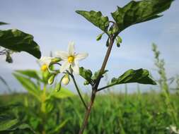 Plancia ëd Solanum nigrum L.