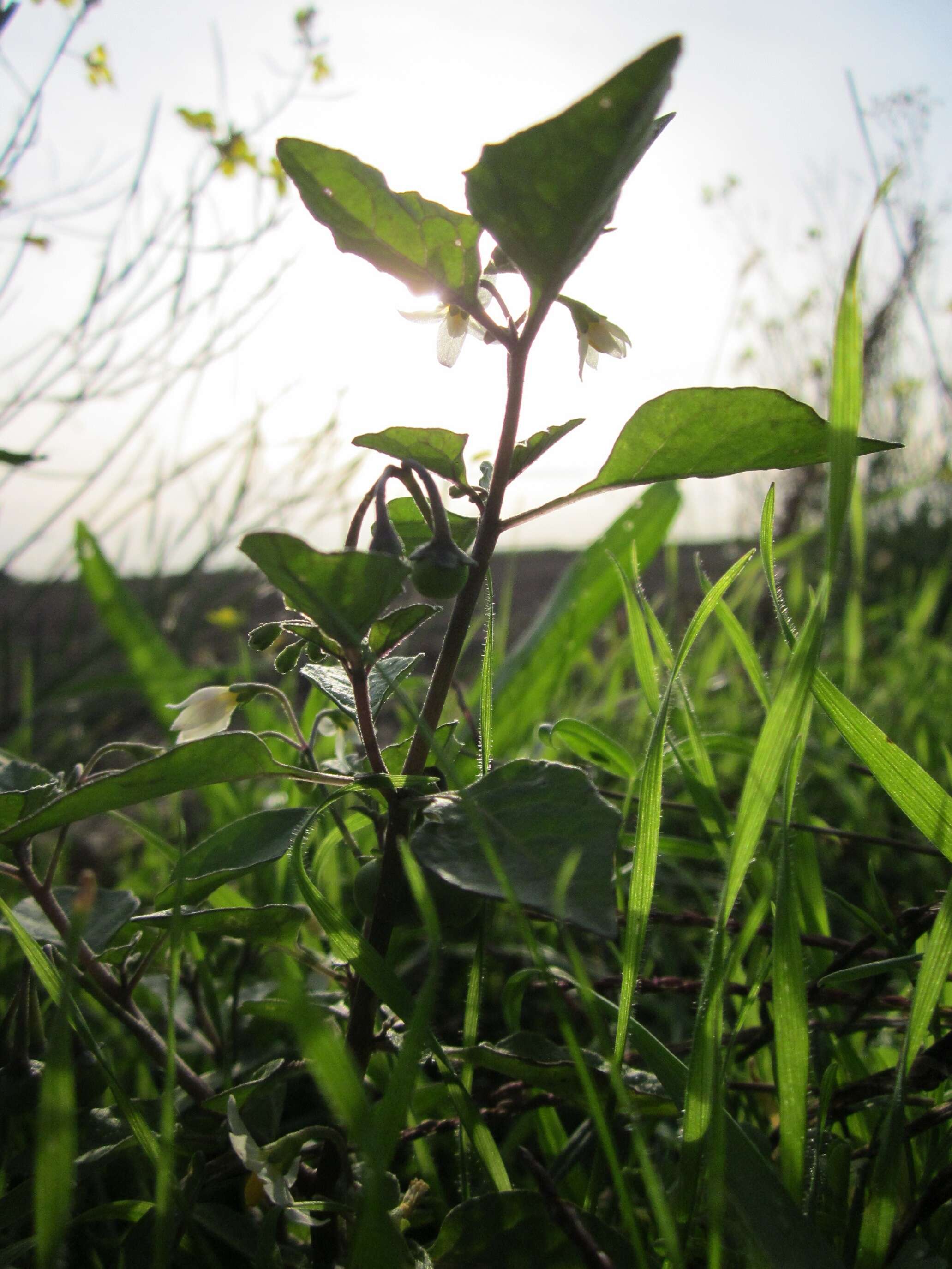 Image of European Black Nightshade