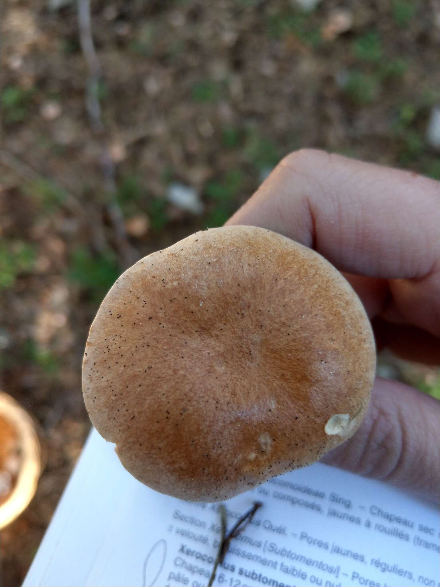 Image of Suillus bovinus (L.) Roussel 1796