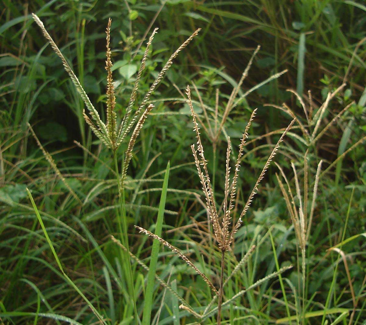 Eleusine indica (L.) Gaertn. resmi