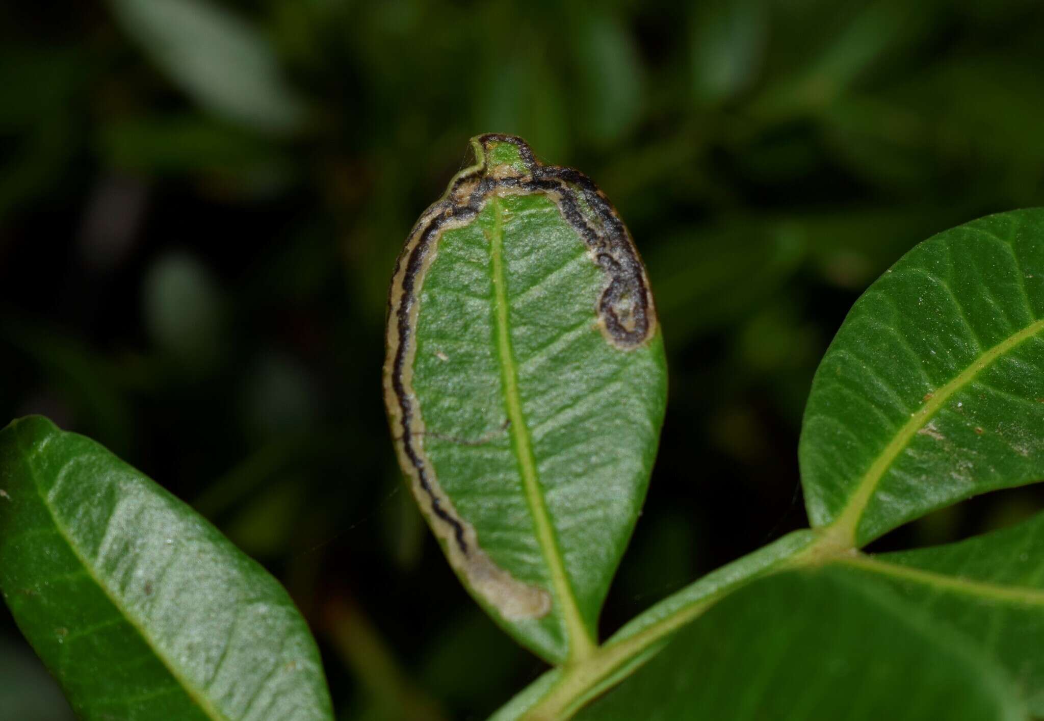 Image of Acalyptris pistaciae van Nieukerken 2007