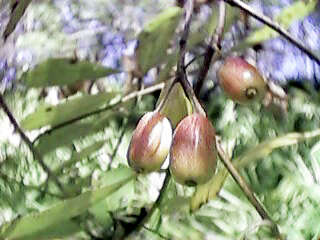 Image of Ogeechee tupelo