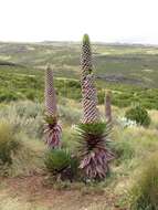 Image of Lobelia gregoriana subsp. gregoriana