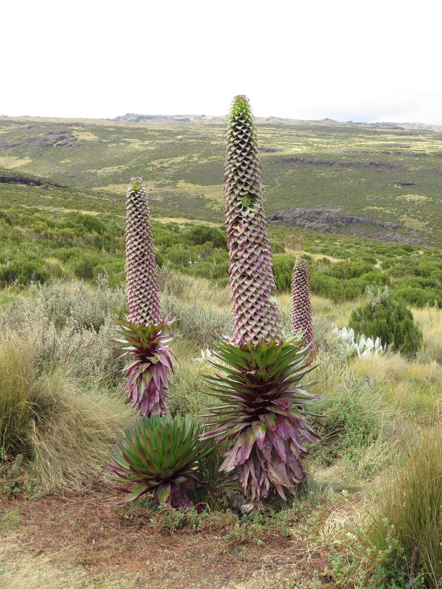 صورة Lobelia gregoriana subsp. gregoriana