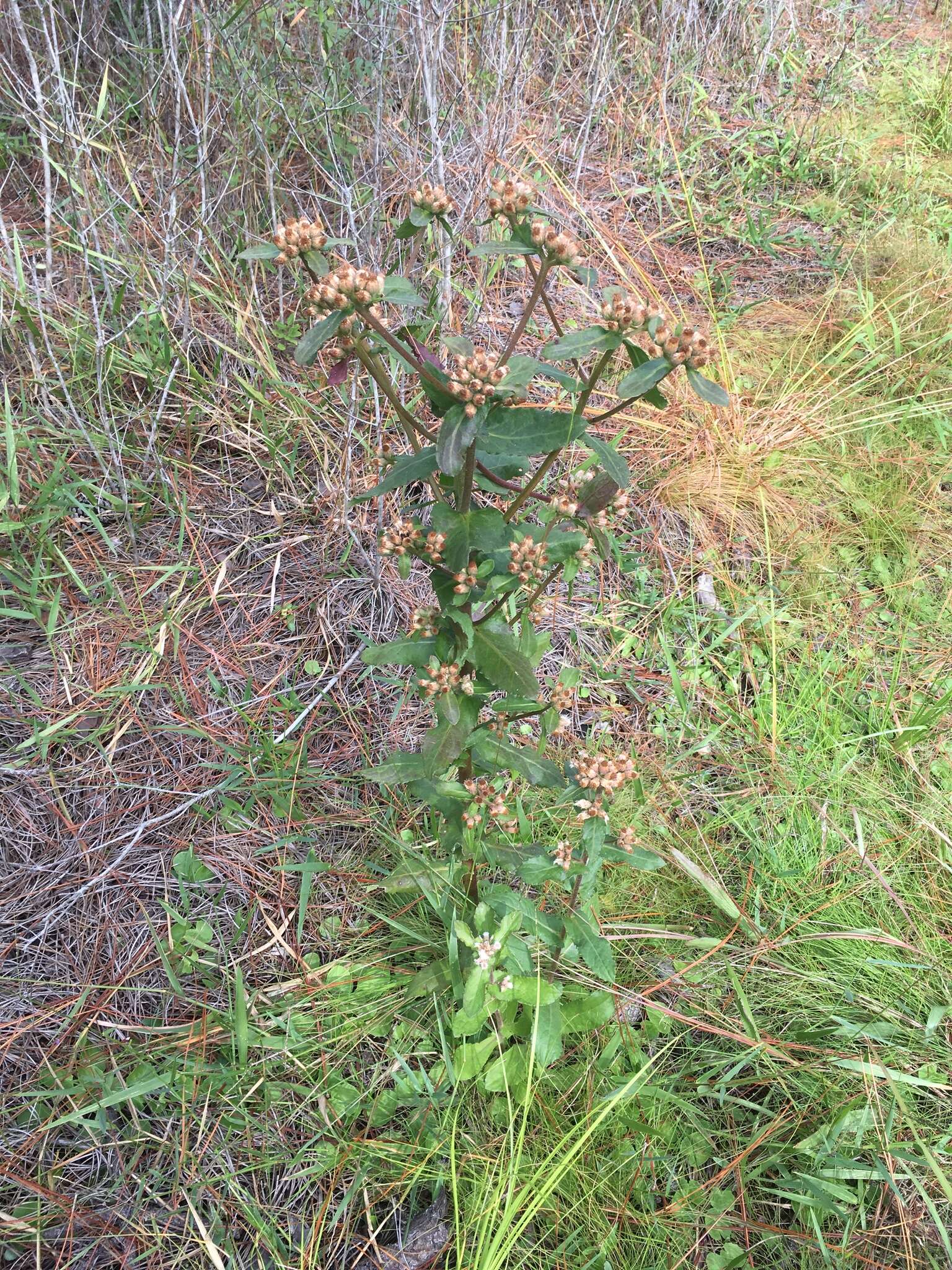 Pluchea longifolia Nash resmi