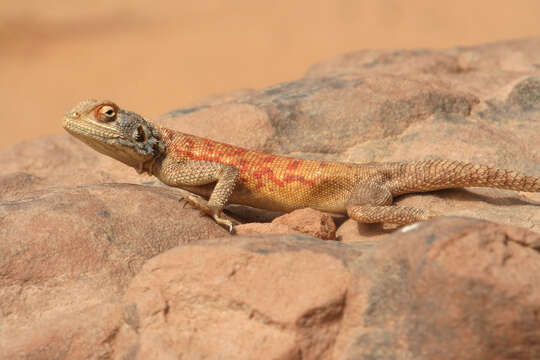 Image of Common agama