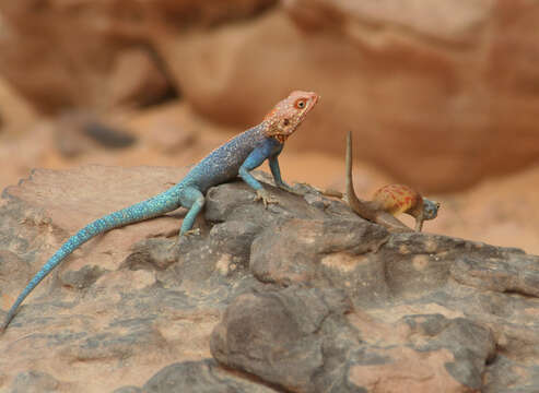 Image of Common agama