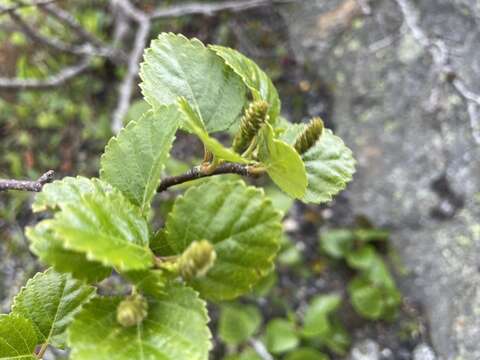 Imagem de Betula minor (Tuck.) Fernald