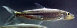 Image of Tanzanian tigerfish