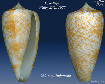 Image de Conus wittigi Walls 1977