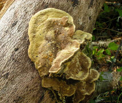 Phellinus gilvus (Schwein.) Pat. 1900 resmi