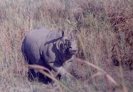 Image of Indian Rhinoceros