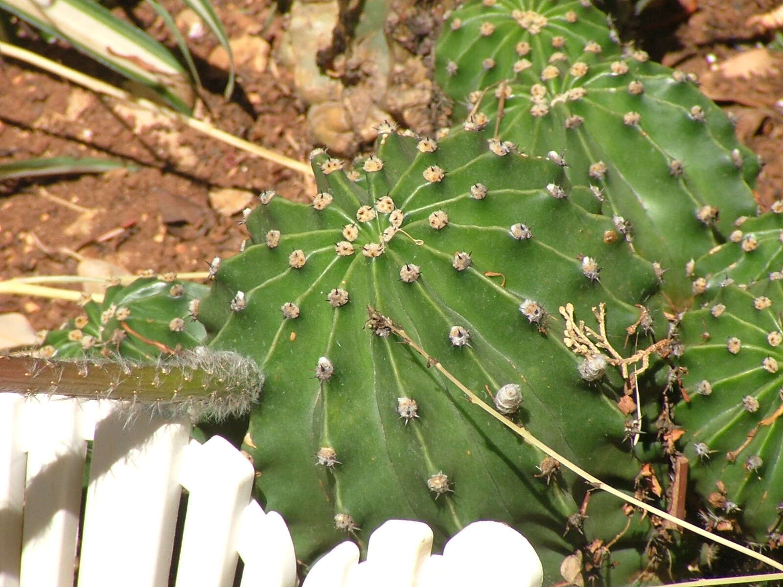 Image of Echinopsis oxygona