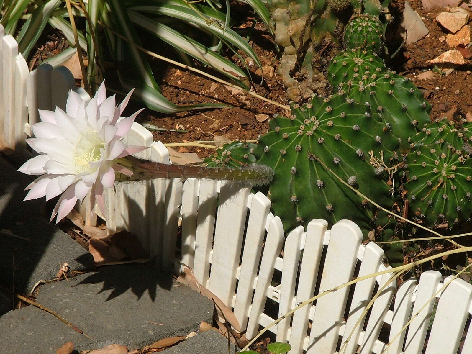 Image of Echinopsis oxygona