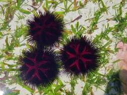 Image of Blue-Spotted Sea Urchin