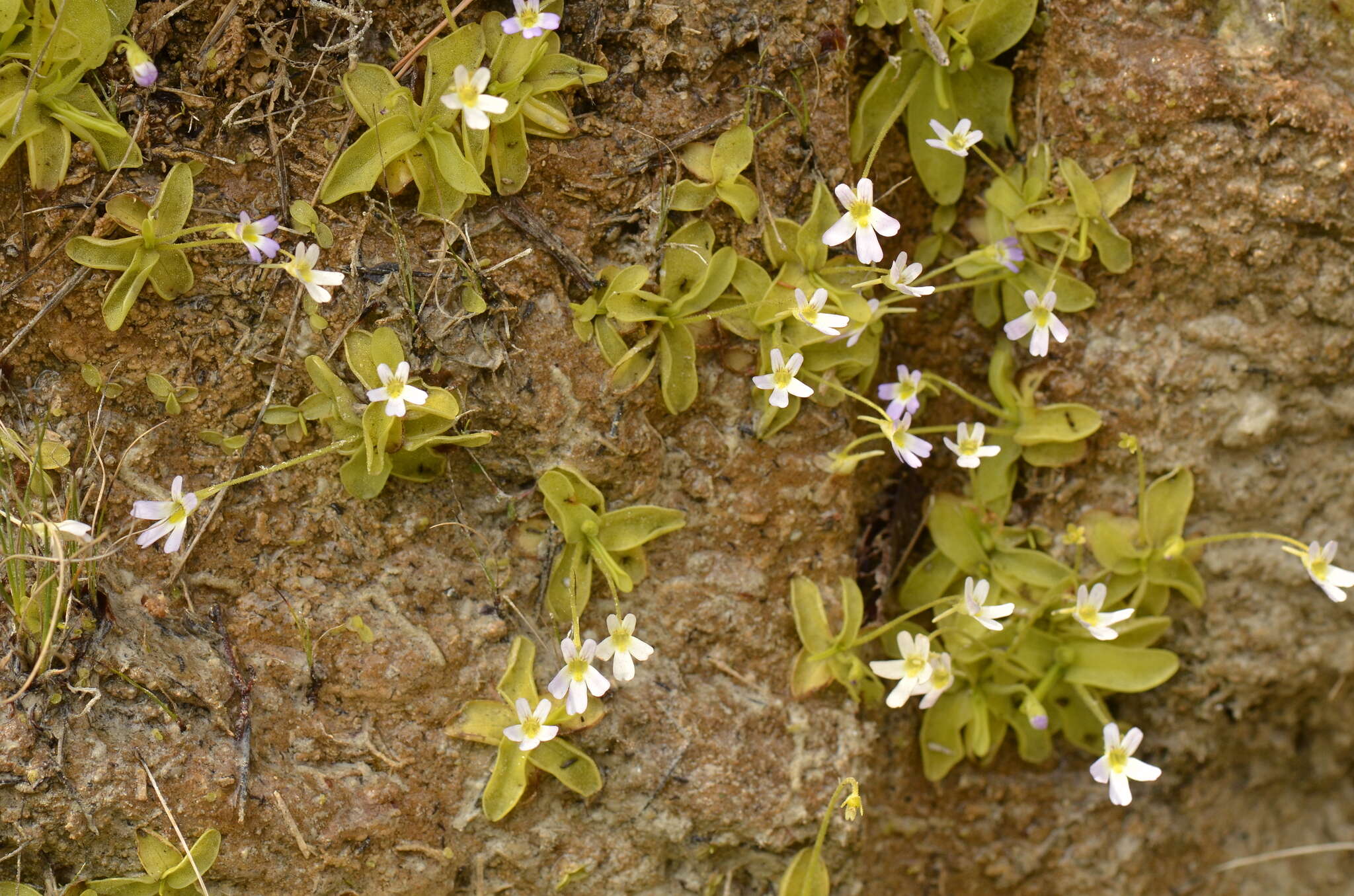 Image of Pinguicula crystallina subsp. hirtiflora (Ten.) A. Strid