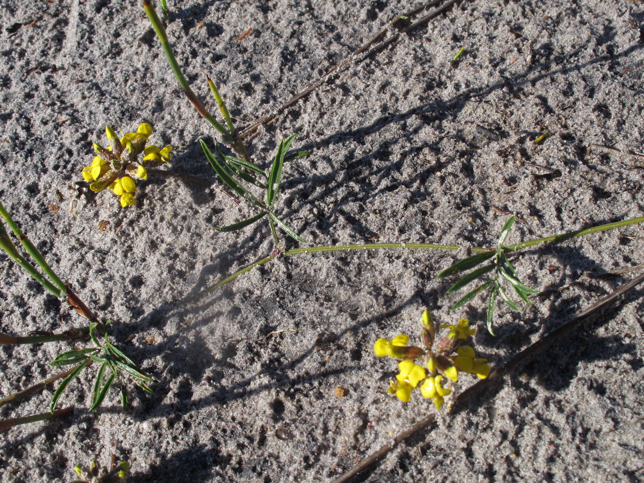 Image of Rhynchosia ferulifolia Harv.