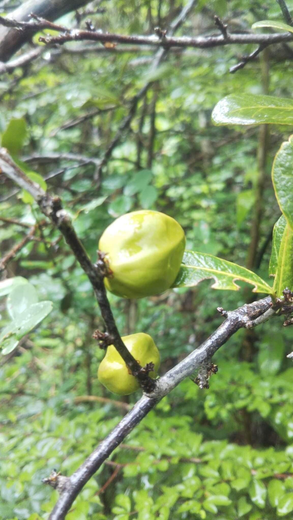 Image of Physena sessiliflora Tul.