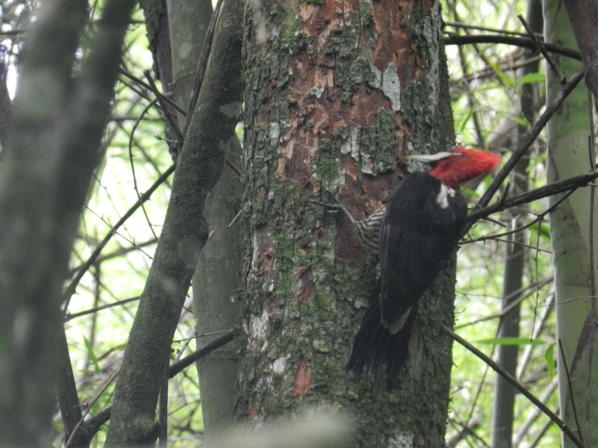 Image of Robust Woodpecker