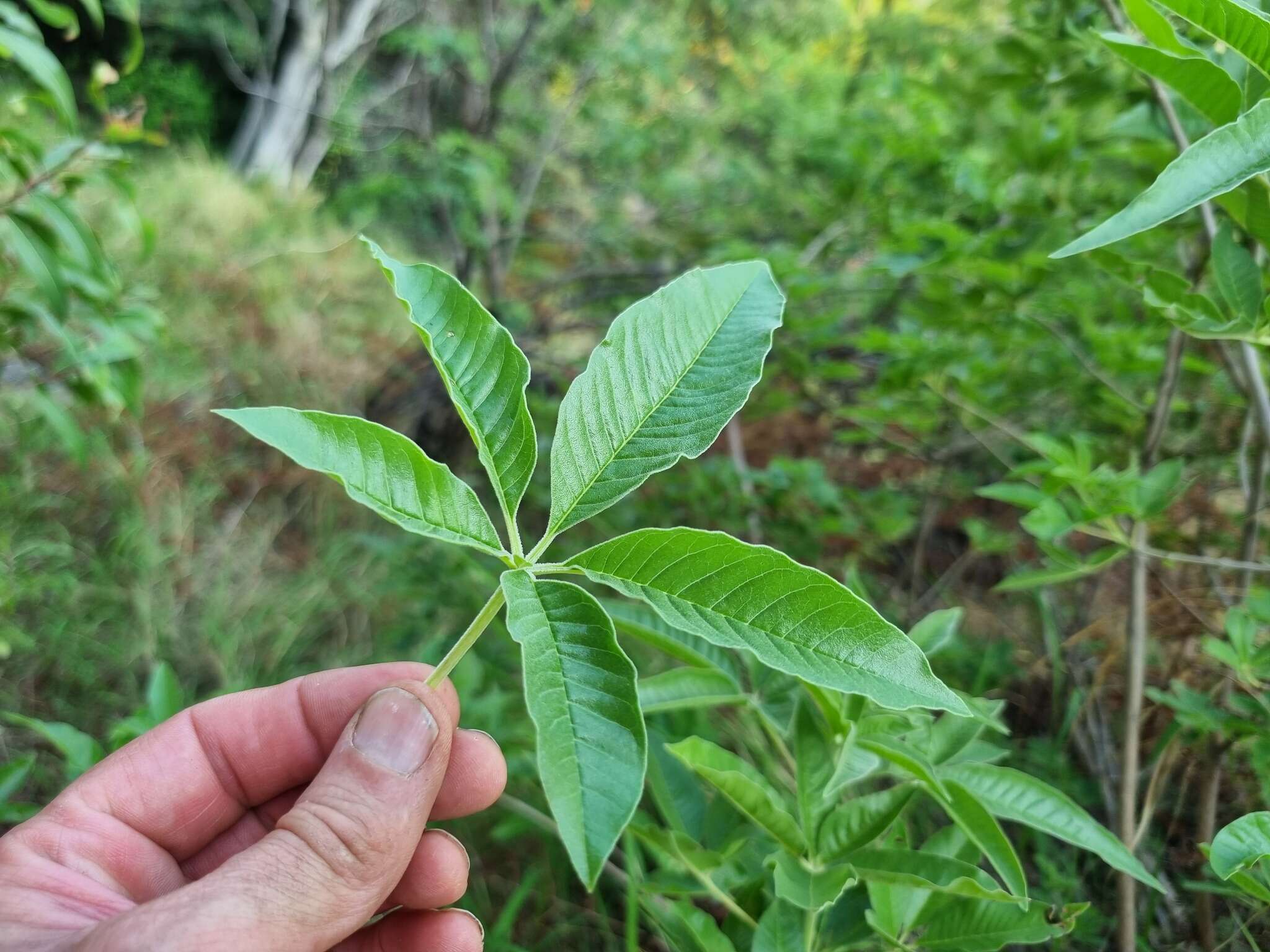 Imagem de Vitex rehmannii Gürke