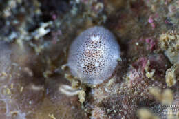 Image of Atalodoris pusilla (Alder & Hancock 1845)