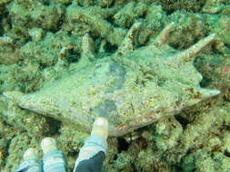 Image of Giant spider conch