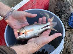 Image of Virgin River Chub