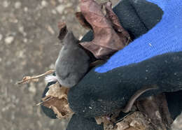 Image of Trowbridge's shrew