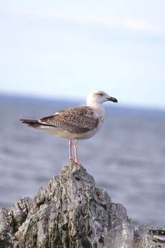 Image of Great Black-backed Gull