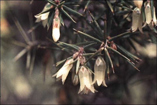 Imagem de Leptecophylla divaricata (Hook. fil.) C. M. Weiller