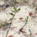 Image de Asclepias tomentosa Ell.