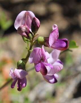 Image of Lessertia annularis Burch.