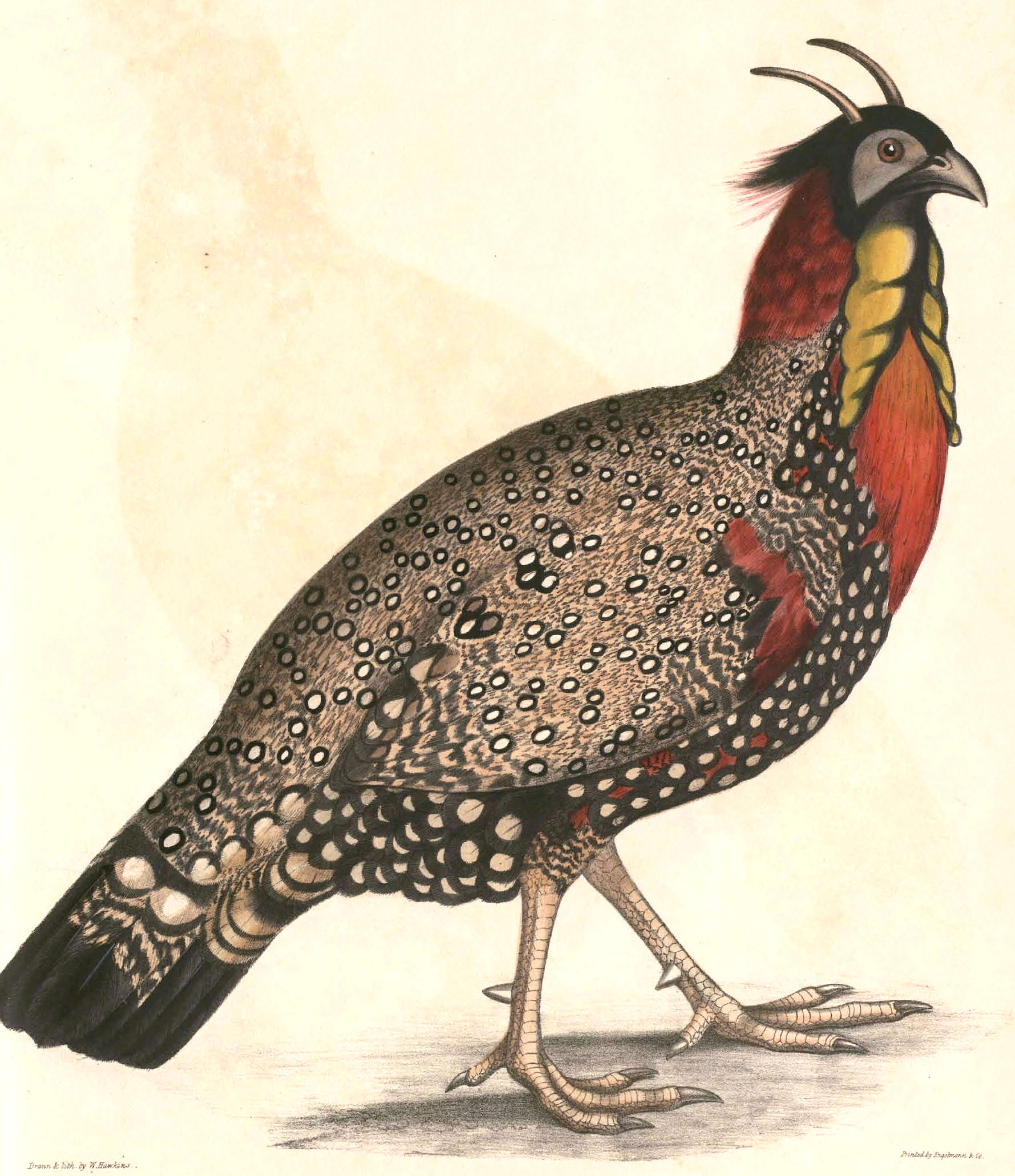 Imagem de Tragopan Cuvier 1829