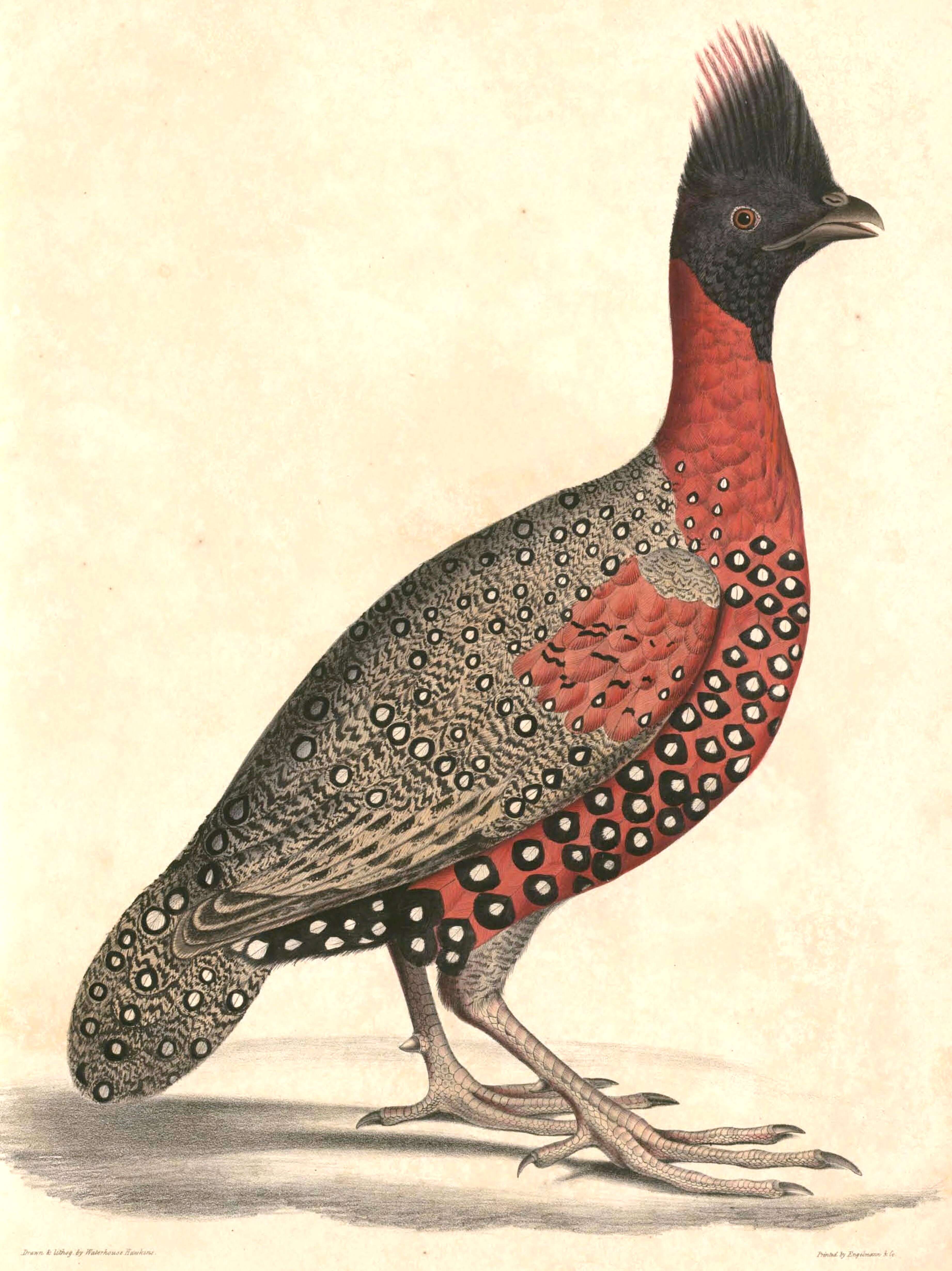 Imagem de Tragopan Cuvier 1829