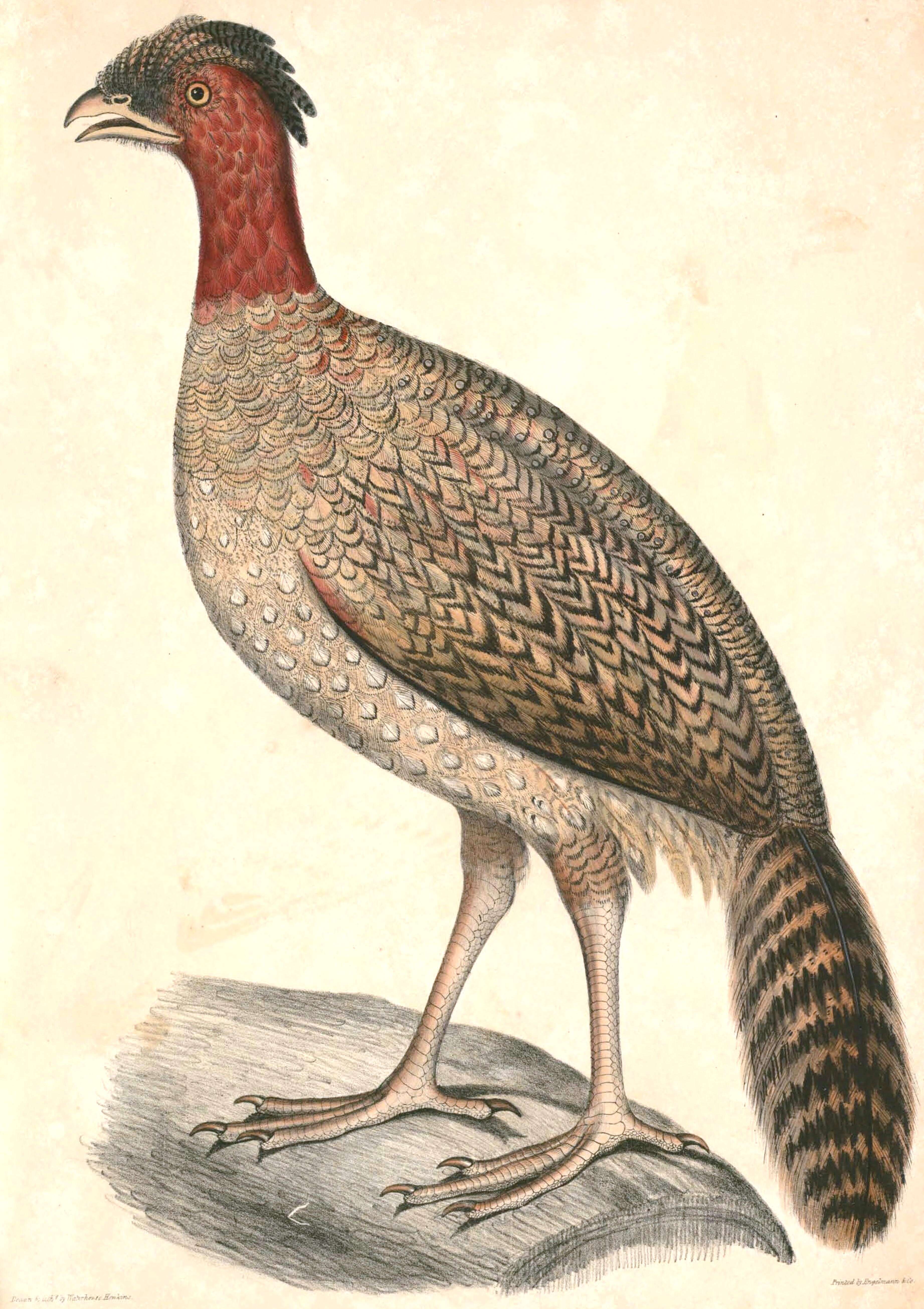 Imagem de Tragopan Cuvier 1829