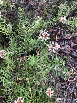 Image of Grevillea phylicoides R. Br.